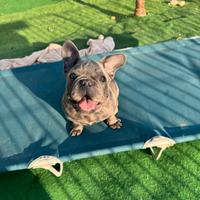 Bulldog francese maschietto blue