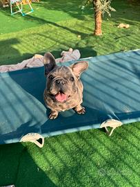 Bulldog francese maschietto blue