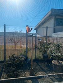 Ibis rosso