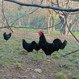 Australorp nera