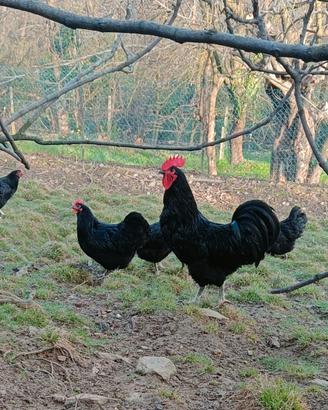 Australorp nera
