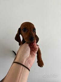 Bassotti kaninchen cuccioli