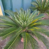 cicas cycas