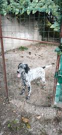 Setter inglese