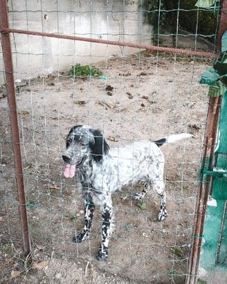 Setter inglese