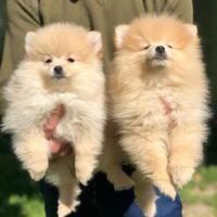 Cuccioli della Pomerania