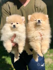 Cuccioli della Pomerania