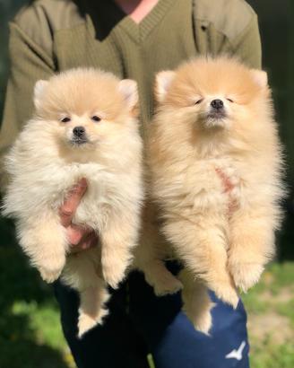 Cuccioli della Pomerania (solo maschietti)
