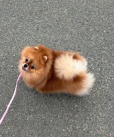 Volpino Pomerania TOY spitz femmina PEDIGREE ENCI