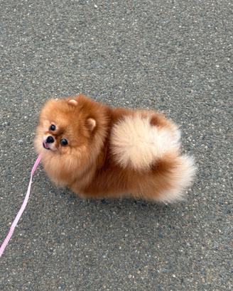 Volpino Pomerania TOY spitz femmina PEDIGREE ENCI