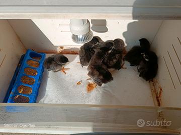 Pulcini Australorp neri