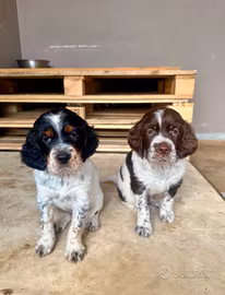 Cuccioli di setter inglese - alta genealogia