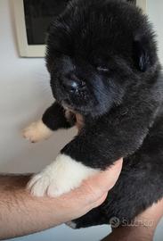 Cuccioli maschi Akita Americano