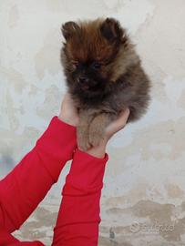 Spitz di pomerania toy