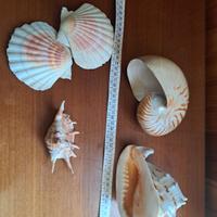 collezione di conchiglie
