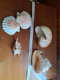 collezione di conchiglie