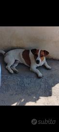 Jack russell
