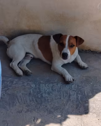Jack russell