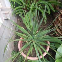 Dracaena Draco