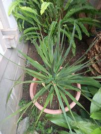 Dracaena Draco
