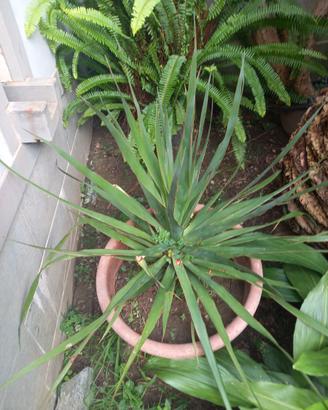 Dracaena Draco