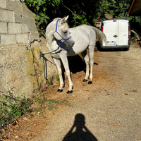 Cavallo arabo da 7 anni