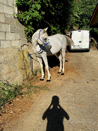 Cavallo arabo da 7 anni