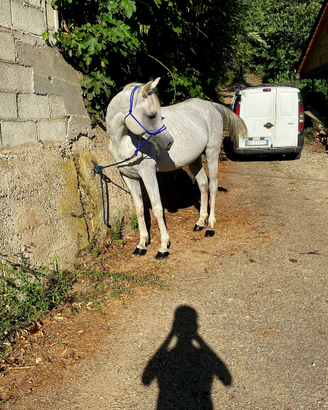 Cavallo arabo da 7 anni