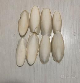 8 Ossi di Seppia Naturali 7-9 cm