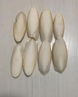 8 Ossi di Seppia Naturali 7-9 cm