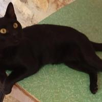Nerino gatto 1 anno