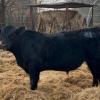 Torelli aberdeen angus