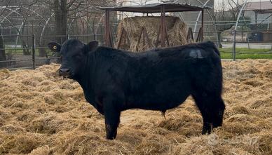 Torelli aberdeen angus