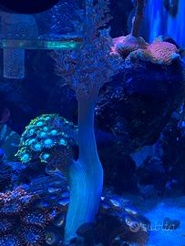 Stratosphere, huttee chaos e lps