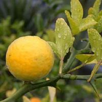 Arancio trifogliato - Ponciro- Poncirus trifoliata