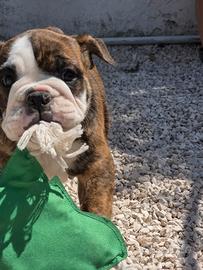 Bulldog inglese cucciola