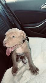 Pitbull 8 mesetti