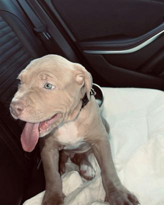 Pitbull 8 mesetti