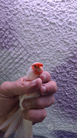 Coppia canarini mosaico