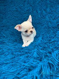 Chiwawa mini per la mia famigli toy, nano 2kili ax