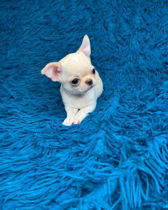 Chiwawa mini per la mia famigli toy, nano 2kili ax