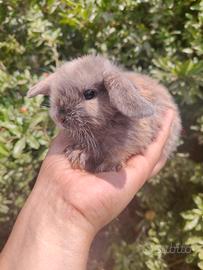 Arieti nani cuccioli