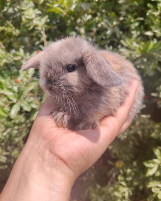 Arieti nani cuccioli