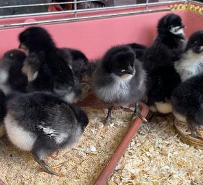 Pulcini di razza Australorp