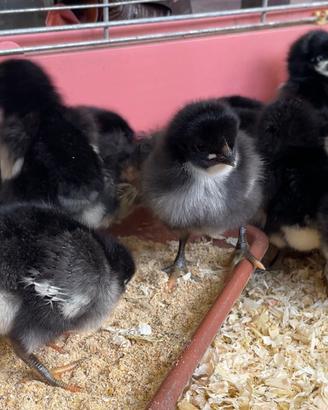 Pulcini di razza Australorp