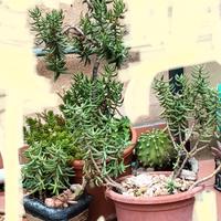 Composizione di piante grasse/succulenti