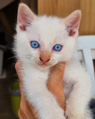 Gattino Siamese Red Point 