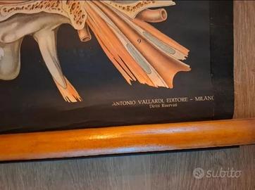 Poster didattico anatomico corpo umano anni 1950