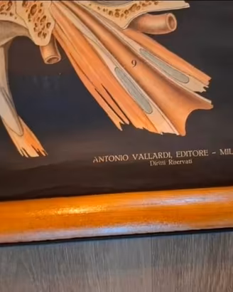 Poster didattico anatomico corpo umano anni 1950