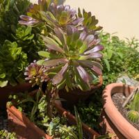 composizione piante grasse rose